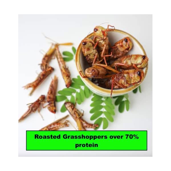 Thailand Unique Mixed Edible Insects Mole, Field and