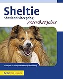sheltie zucht schweiz  Sheltie: Shetland Sheepdog: Shetland Sheppdog