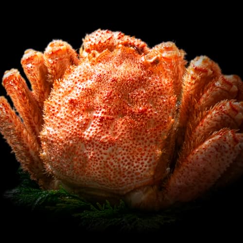 上野水産 北海道産 毛ガニ 毛蟹 毛がに 超特大1尾800g 身入り90%以上の3特4特の最高ランクの堅蟹をボイルし急速冷凍! ギフト