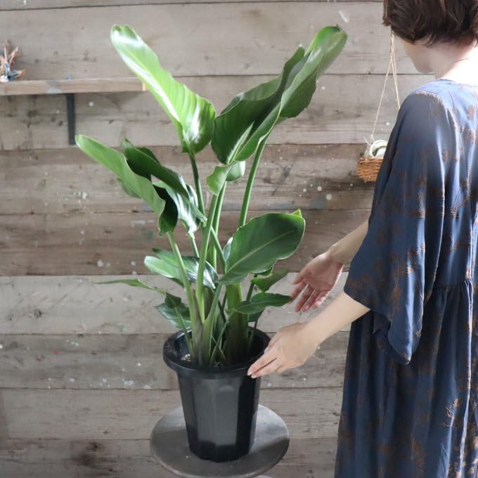 Amazon｜オーガスタ 大きな観葉植物 ストレチア 極楽鳥花｜観葉植物