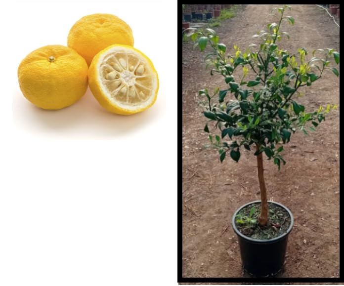 Limonero Yuzu - Limonero Alta Resistencia al Frio - Maceta 20 cm diametro(Limonero Yuzu en Copa)