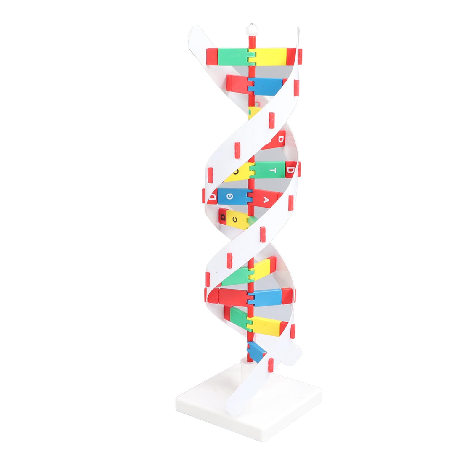 Socobeta Giocattolo Modello DNA Umano, Design Colorato Staccabile | brillante, Coinvolgente apprendimento STEM, Ideale per le aule di biologia