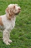 spinone italiano cuccioli in arrivo  Spinone Italiano: Artified Pets Journal/Notebook/Diary, 160 Pages with Wraparound Cover Image