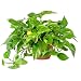 AMERICAN PLANT EXCHANGE Golden Pothos Indoor/Outdoor Air Purifier Live Plant, 6" Pot, Clean Toxins