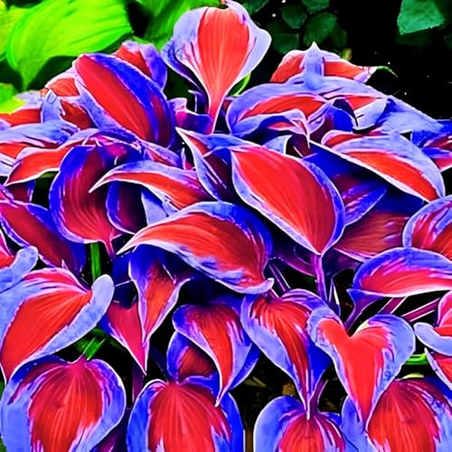 Image of Hosta Seeds For Planting (200 SEEDS) Low Maintenance - Grow Indoor /Outdoor Both - Grow Year Round (PURPLE RED DUO)