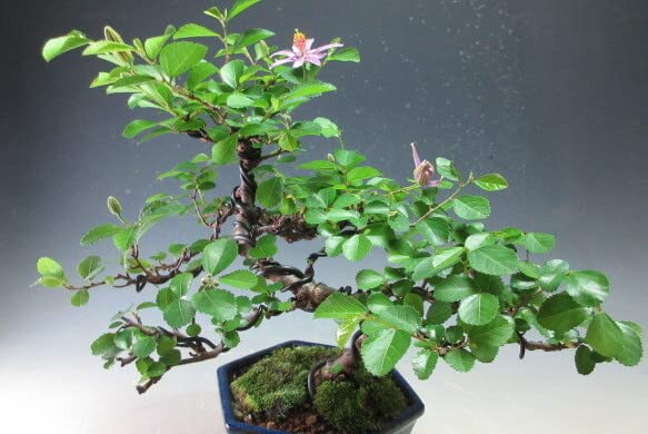 スイレンボク　睡蓮木　観葉植物　苗　花木 苗：睡蓮木*すいれんぼく/スイレンボク | 盆栽素材,苗(花物・実物