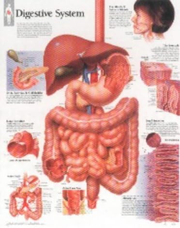 Digestive System chart: Laminated Wall Chart