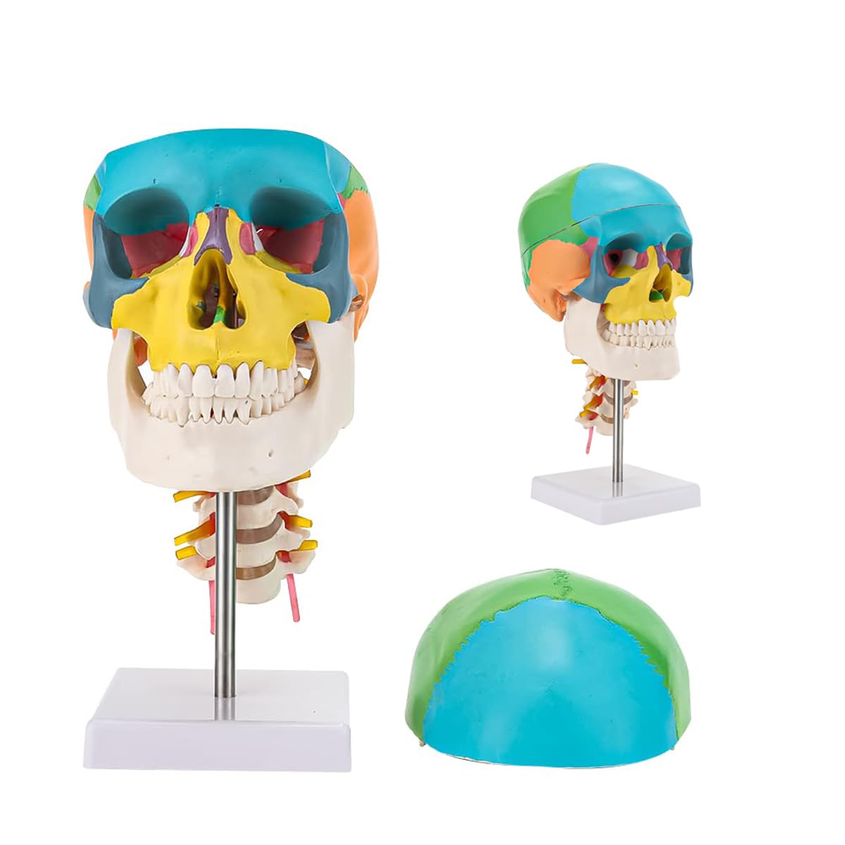 Modèle anatomique de crâne avec axe cervical AMITD de taille réelle - 7