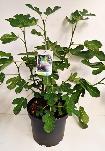 winterharte eßbare Feige, Ficus carica Brown Turkey 60-80 cm hoch im 5 Liter Pflanzcontainer