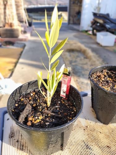 種 オリーブ 木」の人気商品一覧 | 安い商品を通販サイトから探す