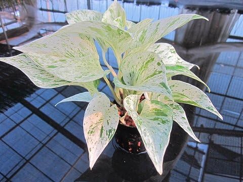 Amazon Co Jp 水耕栽培 苗 ポトス マーブル ホーム キッチン