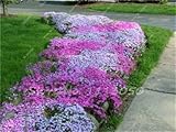 100 Pcs/bag Creeping Thyme Seeds or Rare Color Rock Cress Seeds - Perennial Ground Cover Flower...