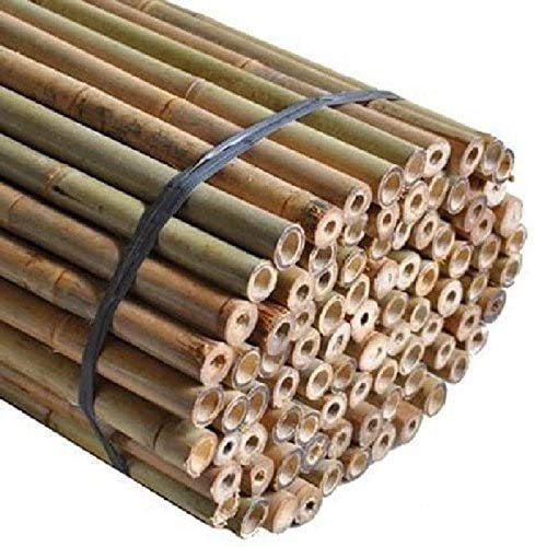 Sandal Stars Heavy Duty Thick Strong Professional Bamboo Plant Support Garden Canes 2ft x 7ft, 8mm to 16mm Thick Cheap Budget Price 100, 2ft (60cm)