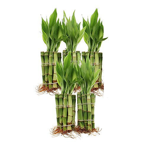 NW Wholesaler - 4" Live Lucky Bamboo Plant - Bundle of 50 Stalks - Live Indoor Houseplants for Home Decor, Live Bamboo Plant, Indoor Low Light Plants, Feng Shui (50)