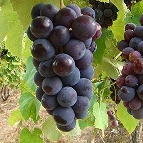 See full amazon price history chart for Aiden Gardens Rare Exotic Tropical Fruit Grape Vitis vinifera Black Opal Grapes 1 Healthy Vine Cutting Plant on Poly Bag Aiden Gardens Rare Exotic Tropical Fruit Grape Vitis vinifera Black Opal Grapes 1 Healthy Vine Cutting Plant on Poly Bag (B083JJMR2X) Amazon Price History, Amazon Price Tracker