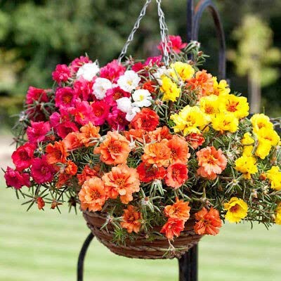 Corofitam_Portulaca PlantPortulaca aka 9O clock Flower Live Plant (B0B3XHF5DH) Amazon Price History, Amazon Price Tracker