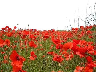 (10,000) RED Poppy Heavy Bloomer Flower Seeds - Papaver rhoeas - Combined S&H