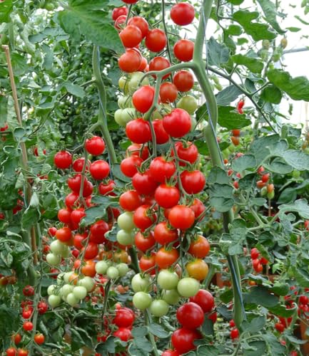 BALDUR Garten 1x Die kleine Tomatenfabrik Consuelo Pflanze im 10 5 cm Topf riesige Erträge super süßer Cherrytomaten intensives leckeres Aroma resistent gegen Kraut- und Braunfäule