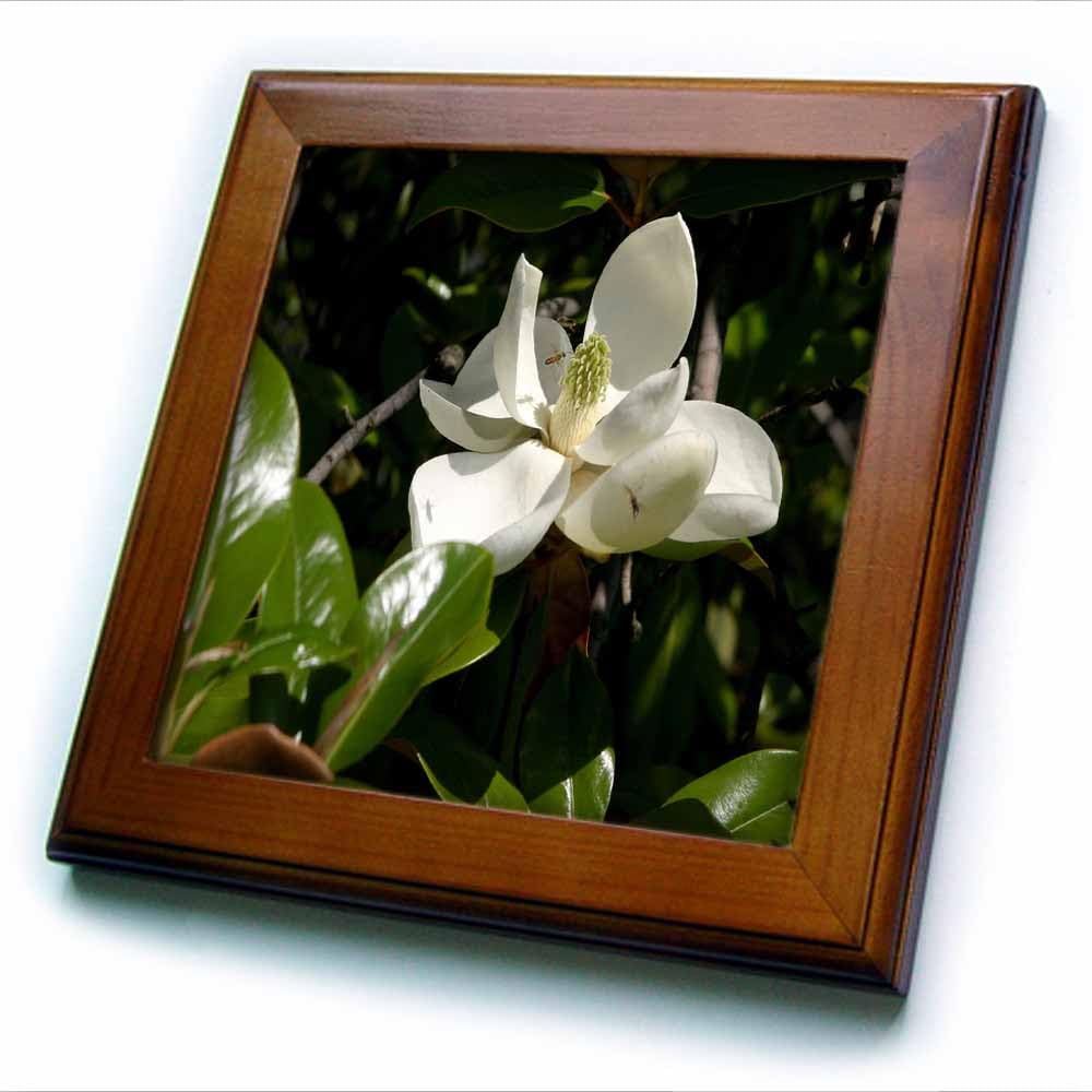 Amazon.com: 3dRose 8x8 Framed Tile - Flowers Pretty Magnolia