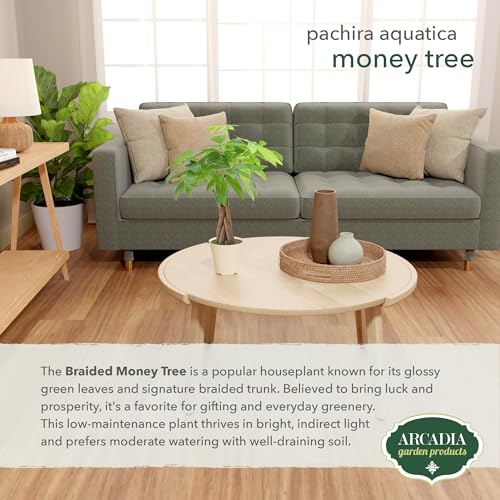 Image of Live Braided Money Tree Pachira Aquatica Indoor Houseplant in Arcadia Garden Product's Branded Plastic Pot, Tropical Plant Collector Gift for Home and Garden Decor, 4-in, Beige