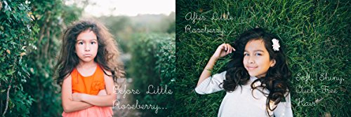 Hair Detangler Spray For Kids. Made With Organic Aloe Vera Juice And Natural Vitamins To Hydrate. Organic Detangler And Leave In Conditioner For Children & Adults. No Chemicals Or Fragrance. Usa Made. #TOP3