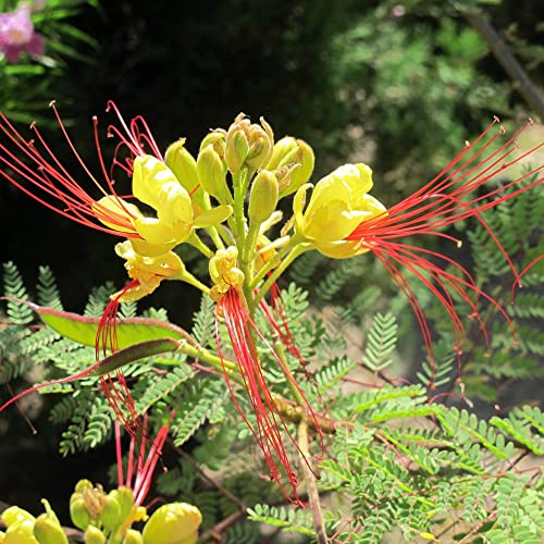 Qauzuy Garden 5 Mexican Bird Of Paradise Seeds Yellow, Peacock Flower, Pride Of Barbados, Dwarf Poinciana Seeds - Attract Pollinators - Showy Flowering Shrub Bush Tree Accent #TOP1