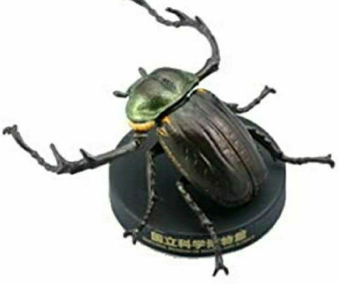 ヤンバルテナガコガネ 国立科学博物館