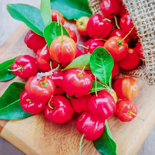 Semillas de acerola (cereza acerola), plantas perennes resistentes plantas de balcón, balcón de invernadero Plantas frutales de rápido crecimiento, hermosa planta en maceta. Maceta de 250pcs