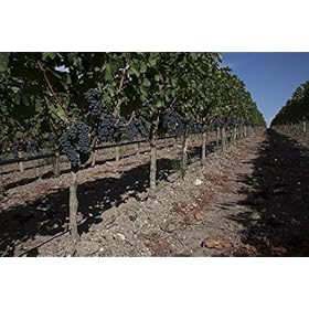 Feudo Principi di Butera Amìra - Nero d'Avola Sicilia DOC - Italian Still Red Wine from Sicily, Italy - 100% Nero d'Avola Grapes - 75cl / 750ml, 13.5% ABV – PRINCIPI DI BUTERA