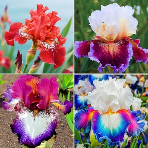 Mehrjährige Iris Winterhart - Schwertlilien zum Kaufen, Winterfest für Ihren Garten &Heimdekoration-10Iris knolle-J