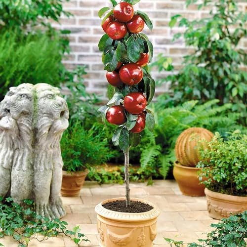 Arbre fruitier Colonnaire Pommier - 80/100 cm de hauteur - Pour pots et pleine terre - Idéal pour Balcon, terrasse, Petit Jardin