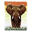 Z-Elephant Z-Elephant
