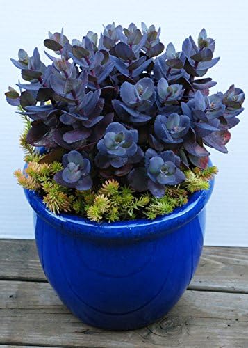 Stonecrop aka Sedum x 'Blue Pearl' Live Plant Fit 1 Gallon Pot