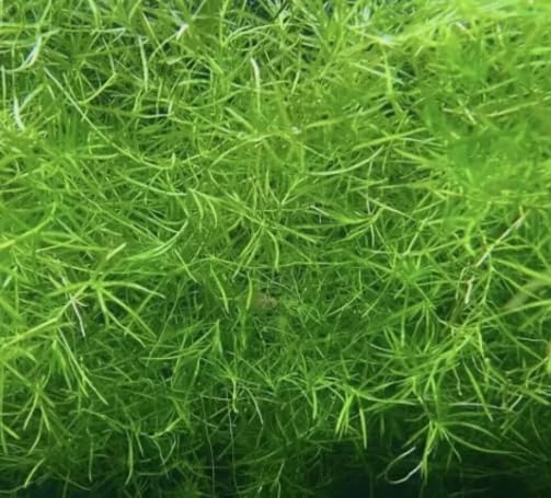 Guppy Grass - NAJAS Tropical OXYGENATING Healthy Aquarium Plants Shrimp Safe (20)