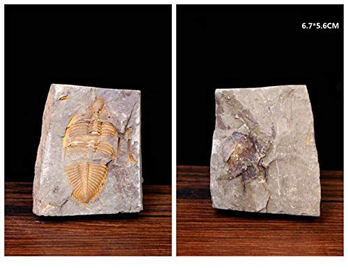 Sunnyhill Real Trilobite Fossil Come From Western Hunan Of China 450 Million Years Ago #TOP3