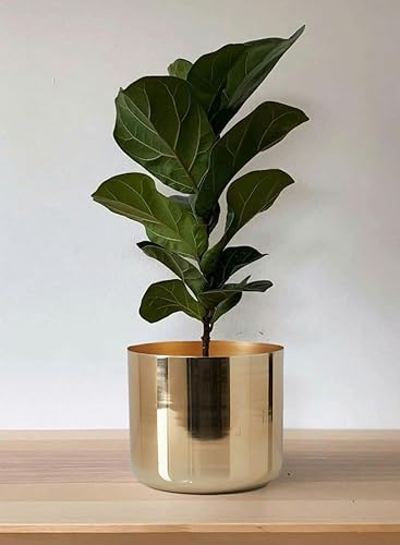 Miniatura 2 de Serene Spaces Living Macetero de hierro con acabado dorado, para plantas en maceta, sin orificio de drenaje, ideal para sala de estar, oficina,