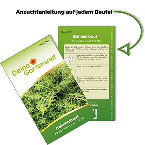 Foto von Bohnenkraut Samen - Satureja hortensis - Bohnenkrautsamen - Kräutersamen - Saatgut für 200 Pflanzen