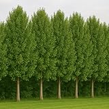 Fast Growing Privacy or Shade Trees - Hybrid Poplar Tree Cuttings - Cottonless and Very Attractive (10 Trees)
