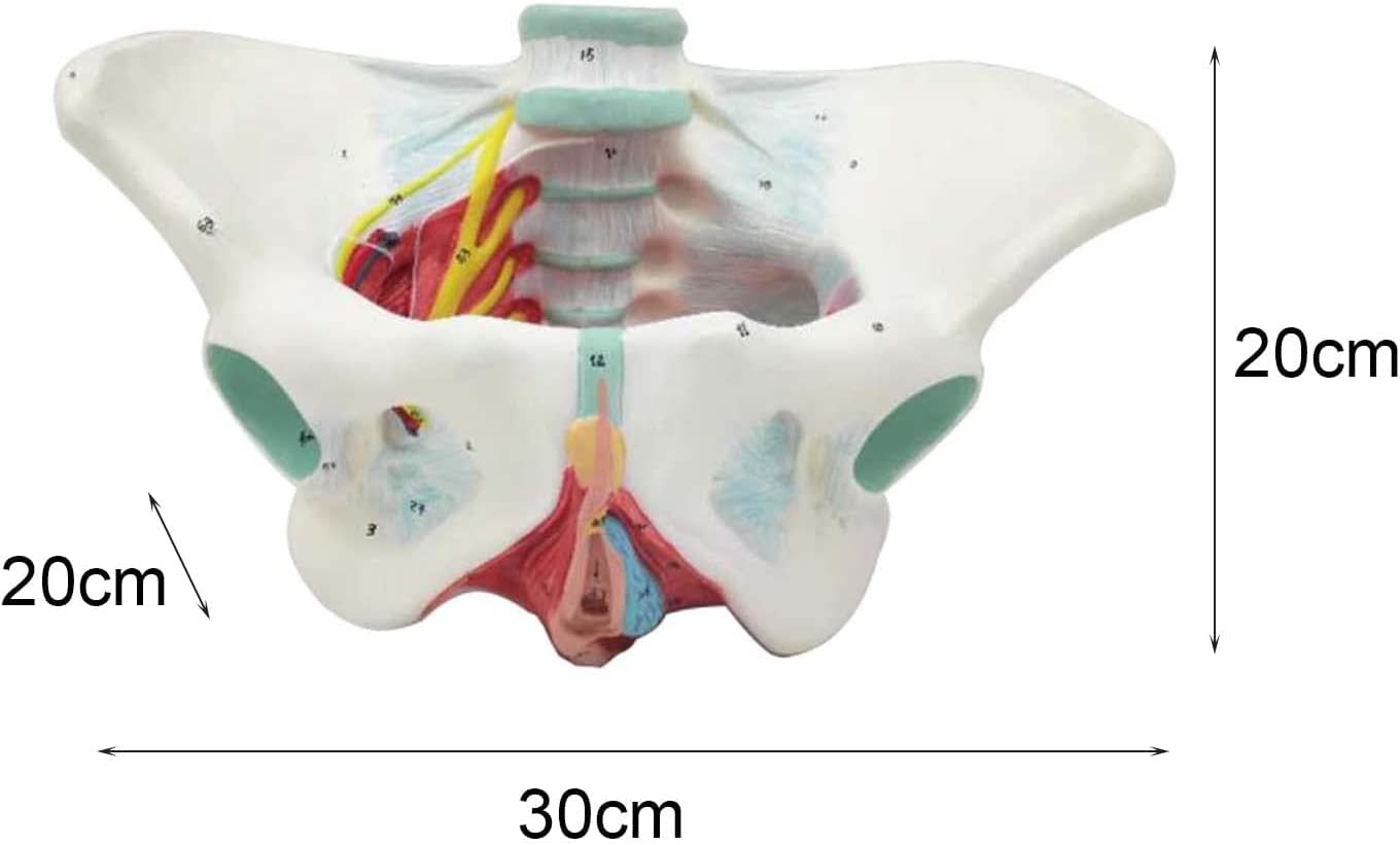 Modelo de anatomía Humana Modelo de Pelvis Femenino con músculos del Piso pélvico 1: 1 Equipo de educación médica Humana Equipo de educación anatómica Enseñanza médica 20 * 30 * 20 cm