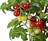 RDR Seeds 50 Tiny Tim Tomato Seeds - Patio Tomato, Dwarf Heirloom, Cherry Tomato