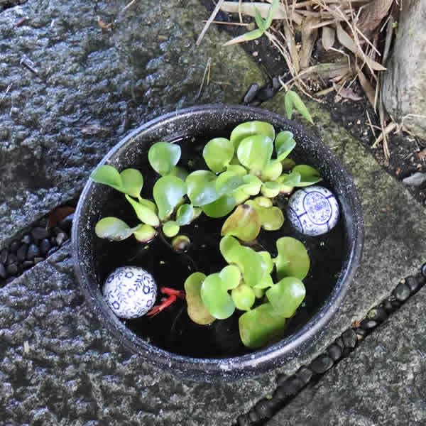 水鉢　信楽焼　しがらき　陶器鉢　睡蓮鉢　めだか鉢　花器　めだか　睡蓮　ビオトープ 信楽焼 睡蓮鉢 メダカ鉢 おしゃれ めだか鉢 陶器 水鉢