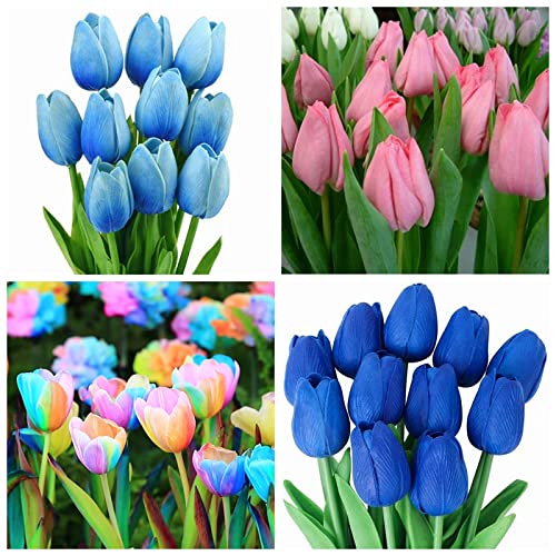 TulipáN Raro, Profesional. Flores Dobles Perennes, PlantacióN Exterior, Sencilla, Mezcla De Bulbos De TulipáN, TulipáN Bulbos, Tulip Bulbos, 25bulbos-F