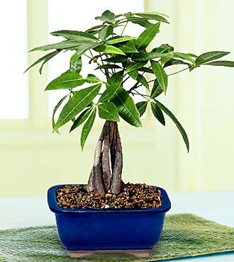 LOUSBONSAINURSERY Medium Braided Money Tree