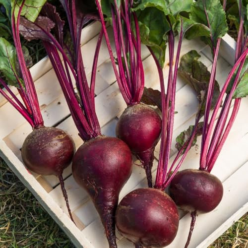 Image of Beetroot ‘Red Shine’ F1 Seeds – Monogerm, High Sugar, Bolting-Resistant Beetroot Variety - 1 Packet x 100 Seeds By Thompson & Morgan