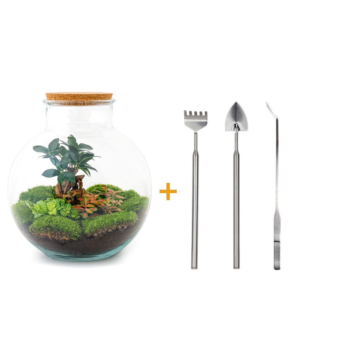 Terrarium do roślin Sammie • roślina ekosystemowa • ↑ 26,5 cm – DIY – kompletny zestaw terrarium – terrarium – miejski terrarium – terrarium + grabienie + łopatka + pęseta + nożyczki