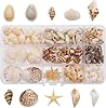 yaokan 10 Styles Natural Sea Shells & Starfish Set - Assorted Pre-Drilled Beach Seashells for DIY Crafts, Home Decor, Jewelry Making & Wedding Party Decorations #4
