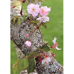TROPICA – Ciliegio giapponese ornamentale (Prunus serulata) – 30 Semi- Resistente al freddo
