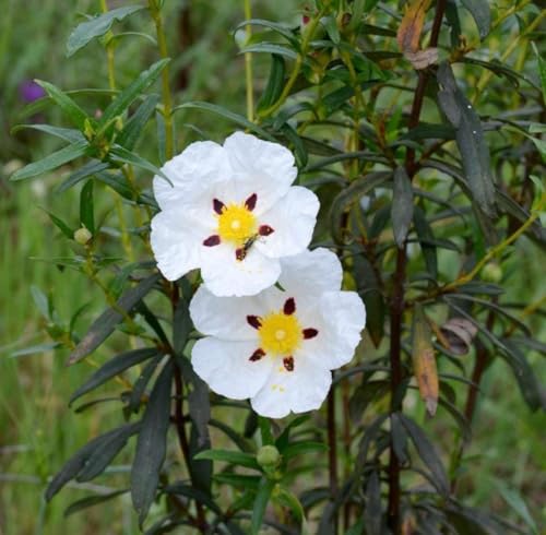 Aceite Esencial Rockrose Orgánico Puro 5 mL miniatura 7