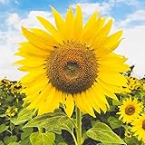 Todos los productos que vendemos han pasado la inspección de plantación, que es fácil de administrar y fácil de satisfacer sus necesidades de compra y plantación.