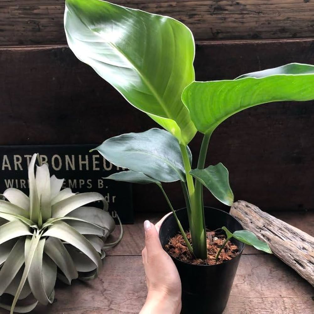 光触媒 人工観葉植物 オーガスタ ストレッチア極楽鳥2輪付きabcg